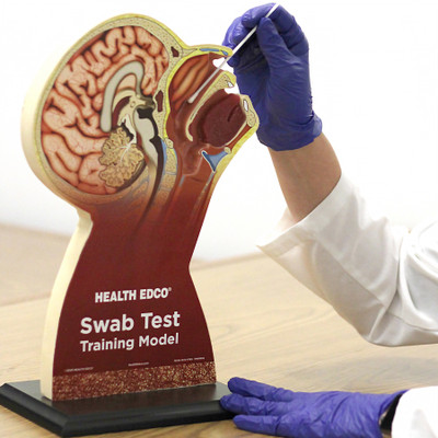 Swab Test Training Model for healthcare training by Health Edco, model used to demonstrate nasopharyngeal swab testing, 78034