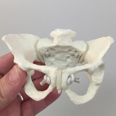 Deluxe Mini-Model Flexible Pelvis from Childbirth Graphics, miniature pelvis model for childbirth education lessons, 78849