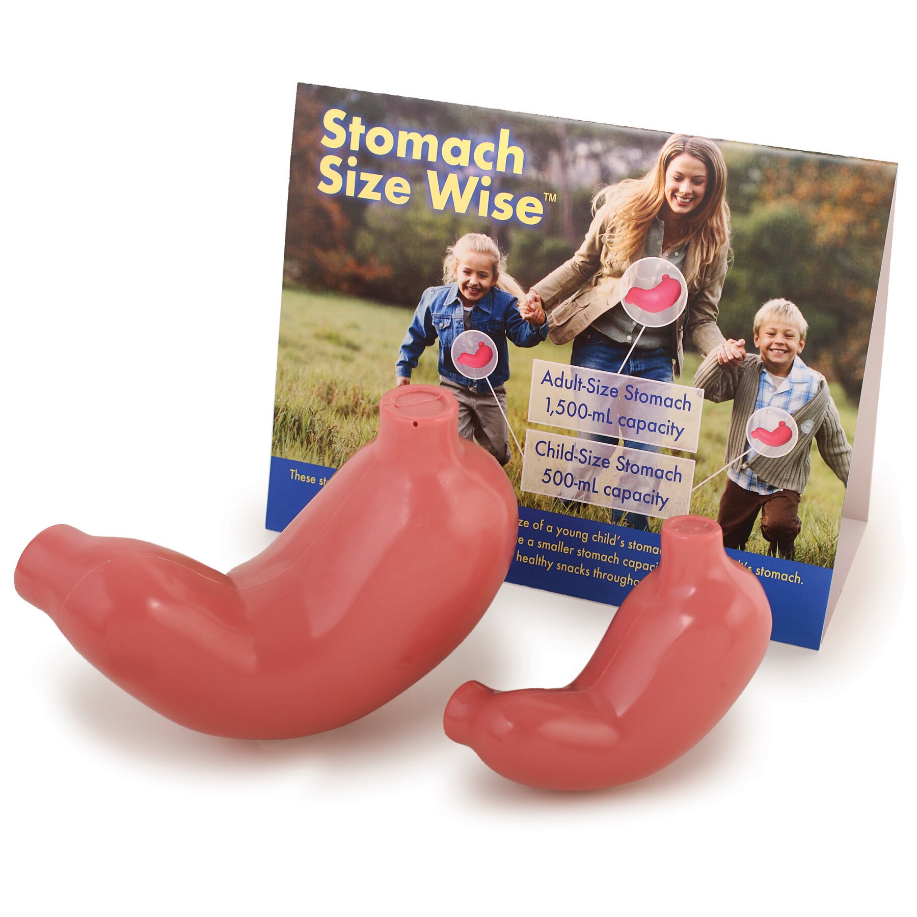 stomach size wise display stomach size