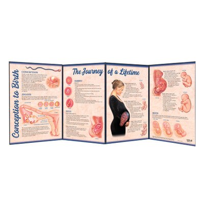 Conception to Birth Folding Display, childbirth education display covering fetal development, Childbirth Graphics, 79020