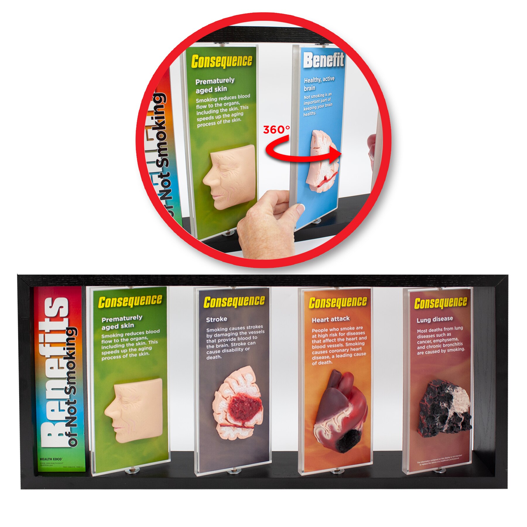 Benefits Of Not Smoking 3-D Display | Health Edco