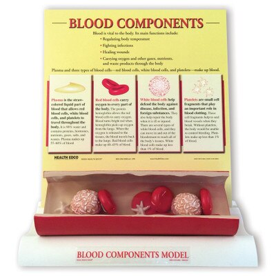 Get Wallpaper Blood Components Model For Health Education Health Edco Free HD