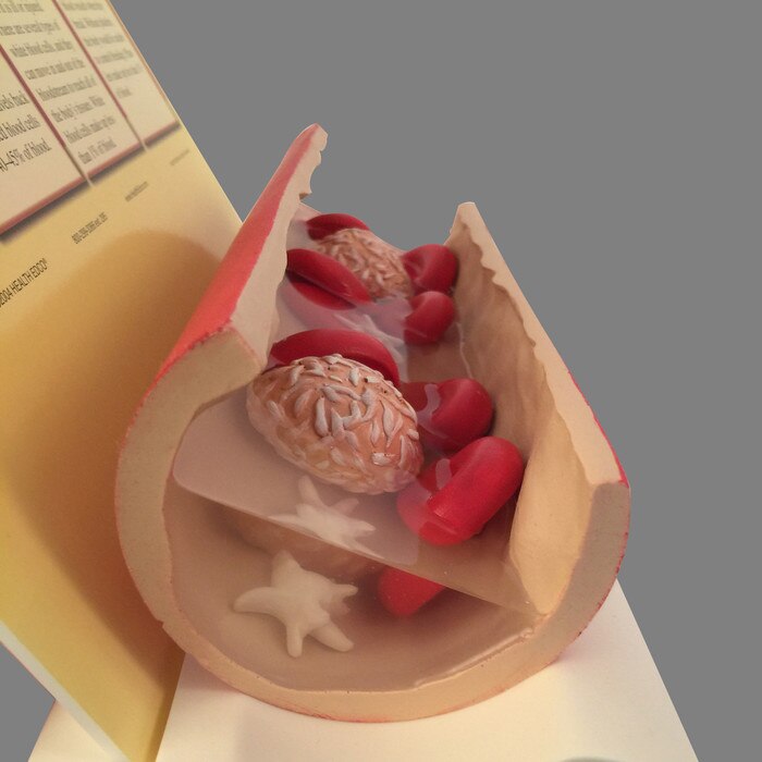 Blood Components Model For Health Education | Health Edco
