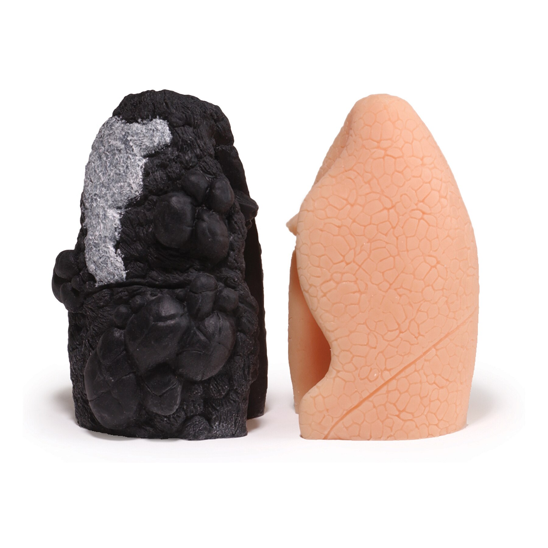 Smoking Health Consequences 3-D Display | Health Edco