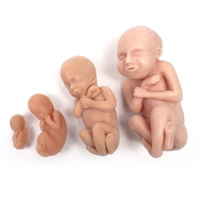 Fetus Model Set, four beige fetal models at 12, 16, 22 and 30 weeks, childbirth education models, Childbirth Graphics, 79867