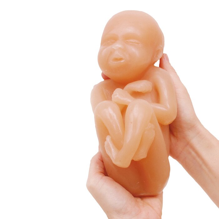 Fetus Model Set, hands holding 30-week fetal model in childbirth education teaching set, Childbirth Graphics, 79867