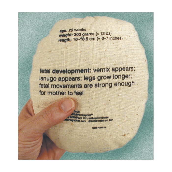Womb to Grow Model Set, back of pillowlike 20 week fetal model with fetal development information, Childbirth Graphics, 79869