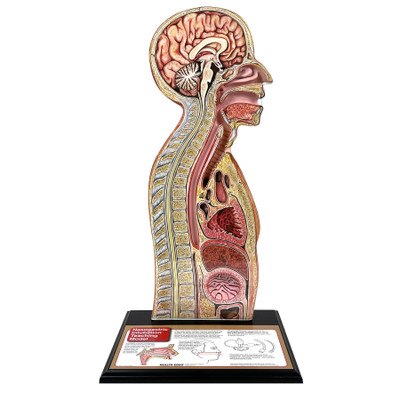 Nasogastric Intubation Model, medical health training model of patient profile with anatomical landmarks, Health Edco 84087