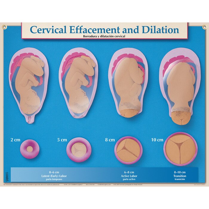How To Check Cervix Dilation Effacement At Home : Basically, your cervix is starting to get ready (stretching and softening) for prime time.