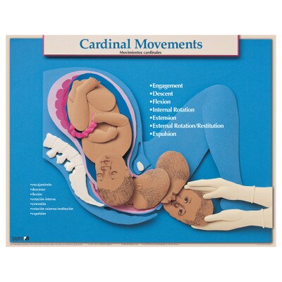 Six Essential Labor Birth Charts Childbirth Graphics