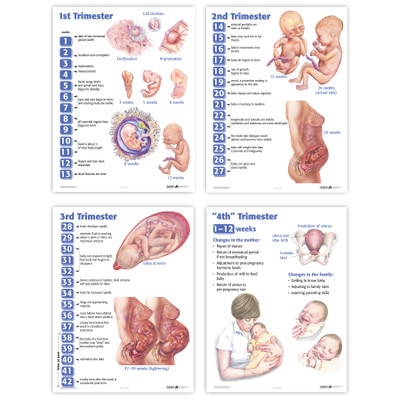 Four Trimesters of Childbearing Charts, childbirth education charts on conception to postpartum, Childbirth Graphics, 90649