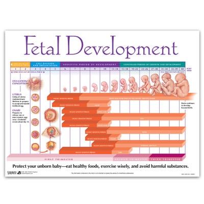 Fetal Development Chart pregnancy education teaching material from Childbirth Graphics showing weekly fetal growth, 90821