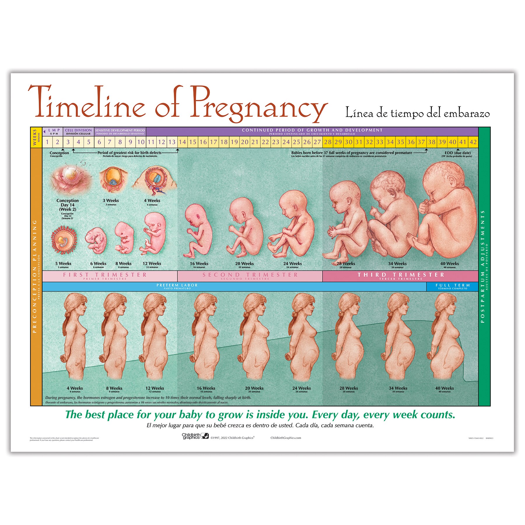 Timeline Of Pregnancy Chart  Childbirth Graphics