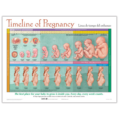 Timeline of Pregnancy Chart from Childbirth Graphics showing fetal development and parallel maternal uterine growth, 90823