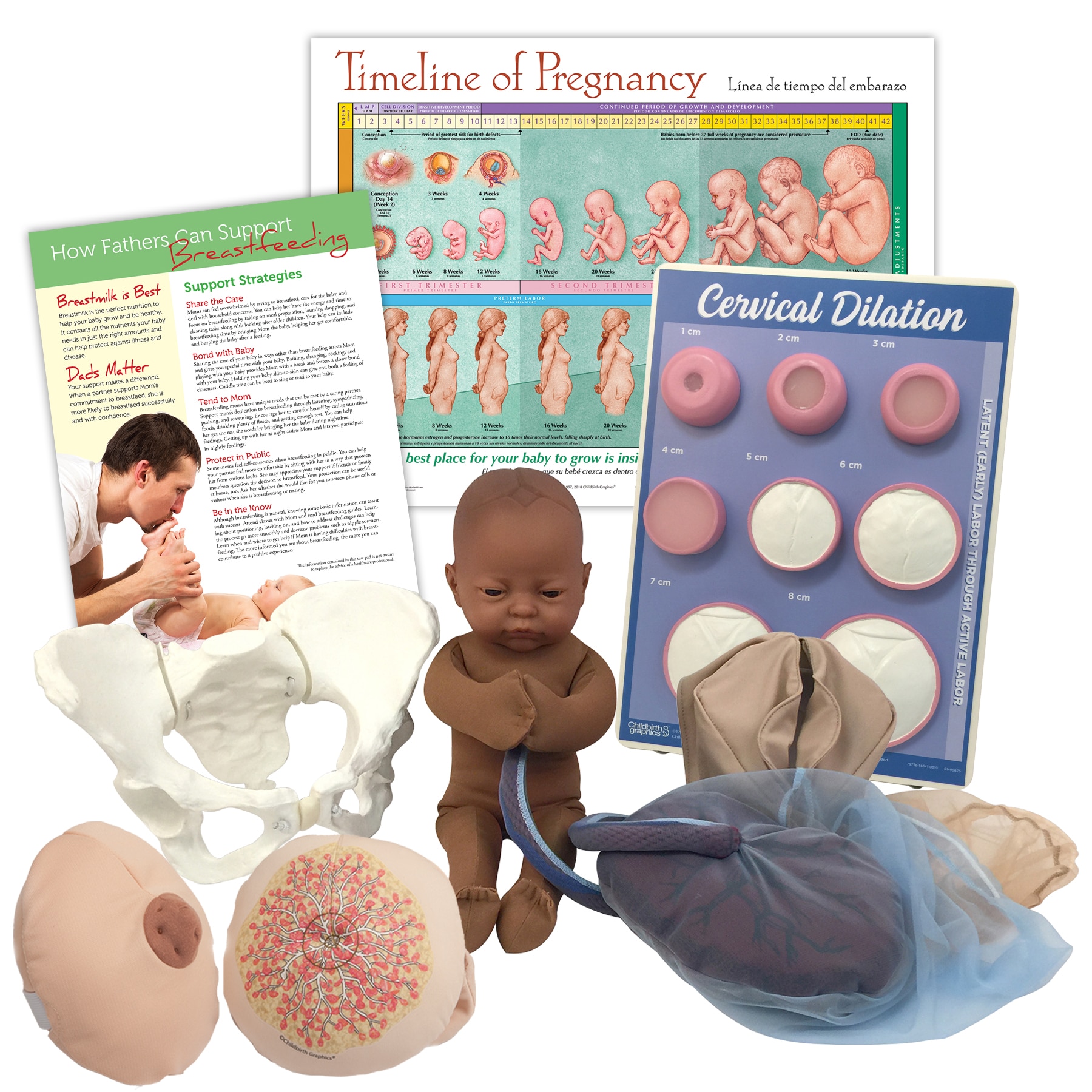 Childbirth education materials and models from Childbirth Graphics