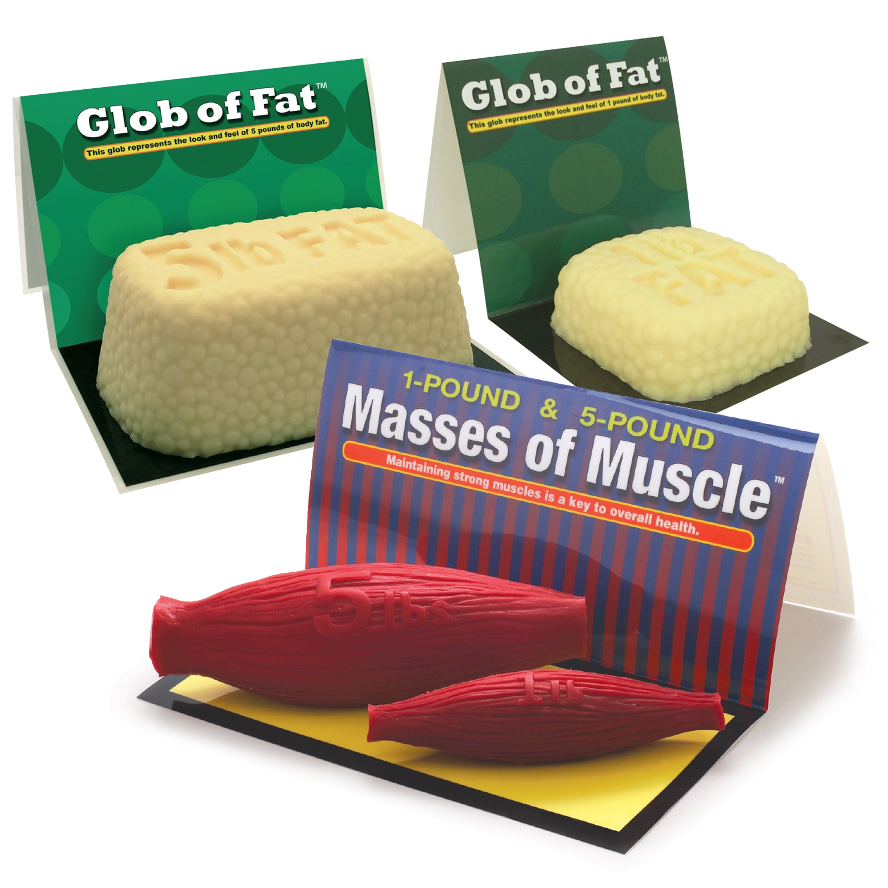 Fat and muscle models for health education