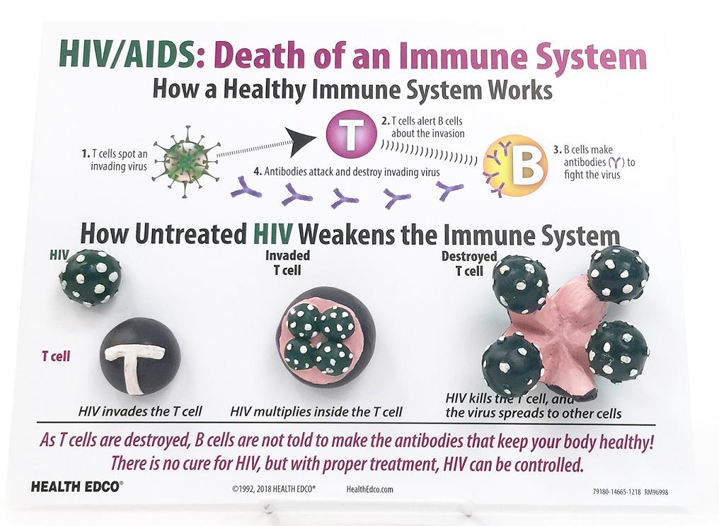 HIV/AIDS: Death of an Immune System Easel Display from Health Edco