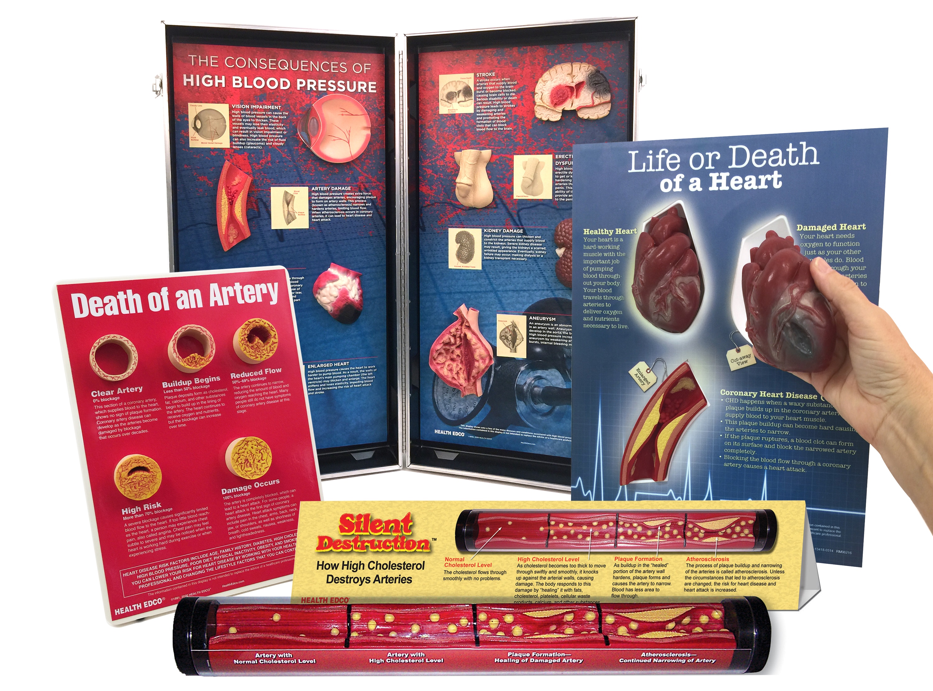 Health Edco heart health education materials and models