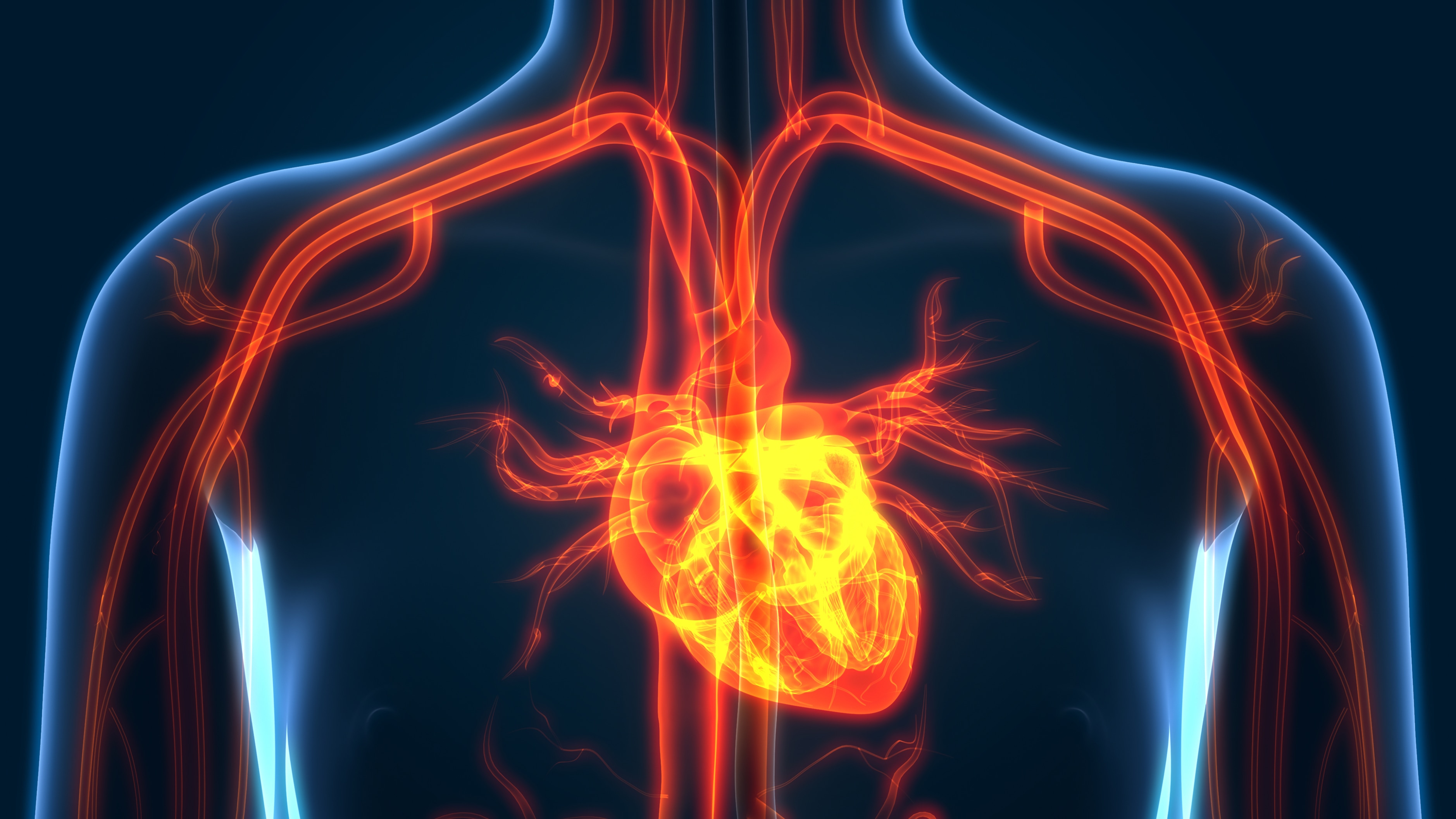 Inside view of heart and blood vessels