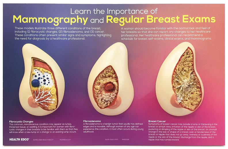 Learn the Importance of Mammography breast health education display from Health Edco