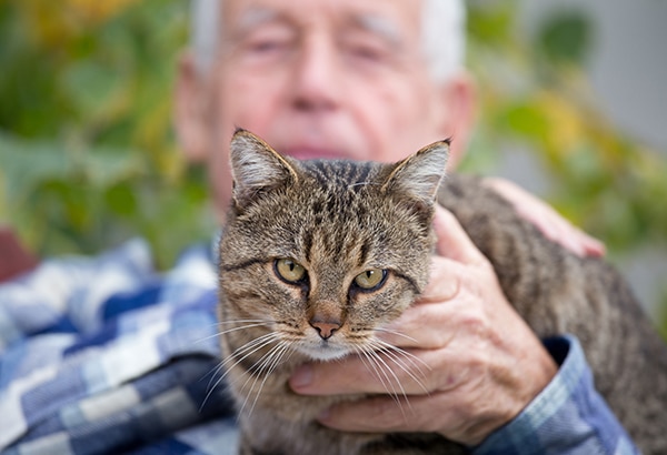 older gentleman petting cat