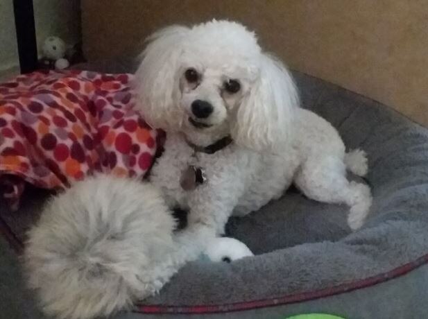 white poodle lying on dog bed