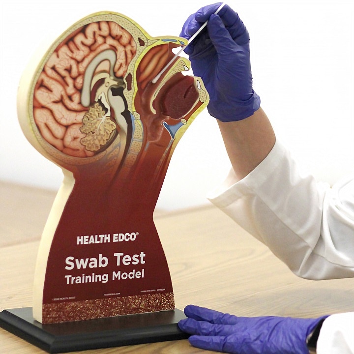 Swab Test Training Model from Health Edco