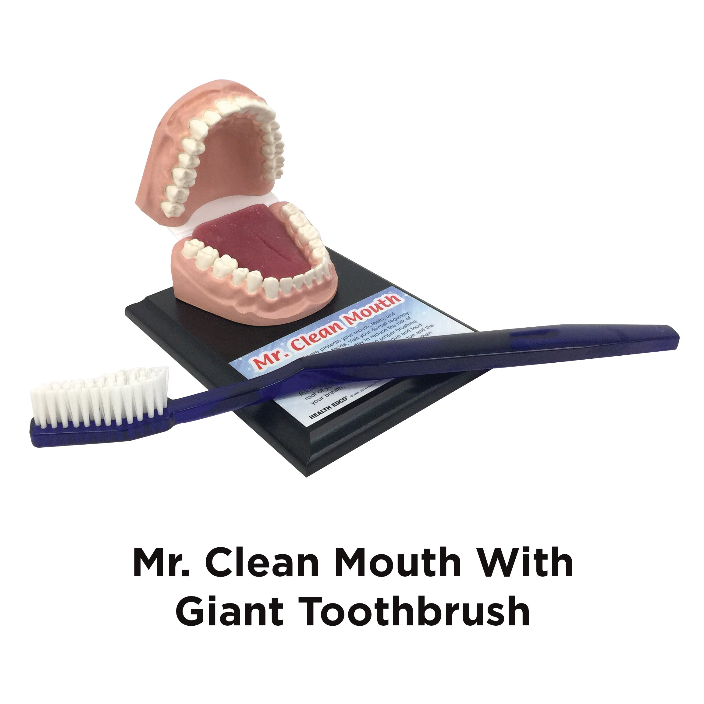 Kids' Dental Health Teaching Materials | Childbirth Graphics